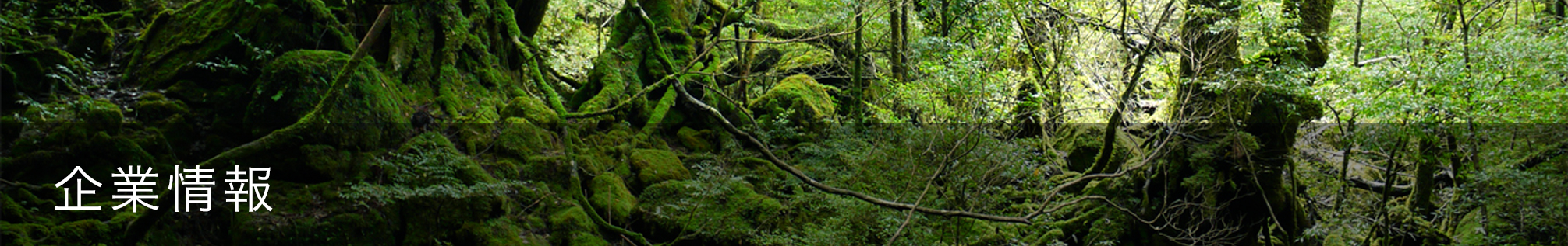 企業情報
